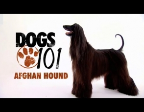 DOGS101-AFGHAN HOUND