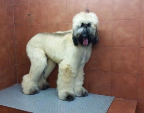 Mi galgo afgano DJOKO en la peluquería canina IRU de Barcelona