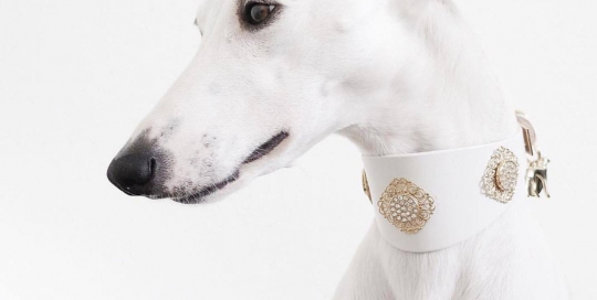FILIGRANA CRYYSTAL Luxury Dog Collar