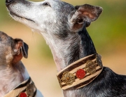 ZEBRA FILIGREE Luxury Dog Collar